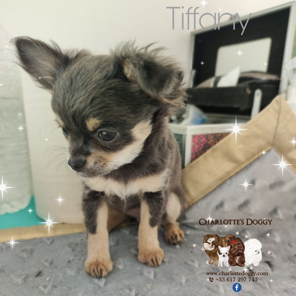 Charlotte Millier - Chiot disponible  - Chihuahua
