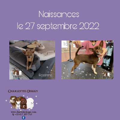 Charlotte Millier - Chihuahua - Portée née le 27/09/2022